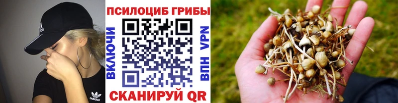 mega маркетплейс Правдинск Псилоцибиновые грибы Psilocybe